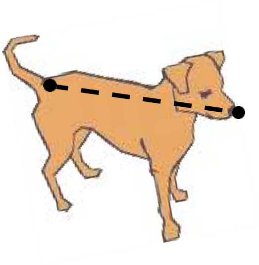Diagram of dog with dotted line connecting nose to base of the tail