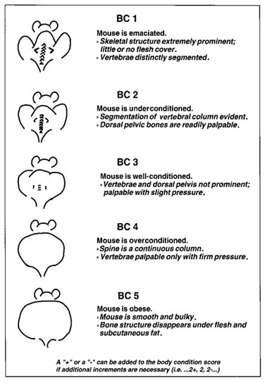 Diagram displaying mouse body condition ranging from emaciated to obese