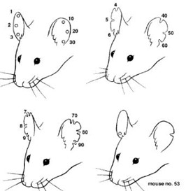 AALAS Learning Library diagram of commonly used numbering scheme for mouse ear punches