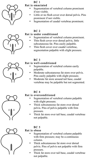 Diagram demonstrating rat body condition ranging from emaciated to obese