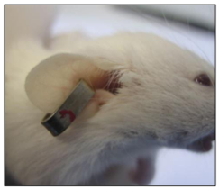 Photo of correct placement of rodent metal ear tag