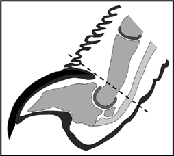 Diagram of proper rodent toe clipping showing removal of the entire most distal bone
